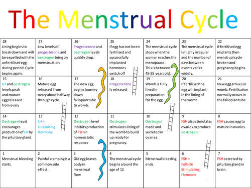 Ayurveda Menstrual Cycle 
