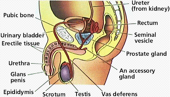 reprouctive organ ayurveda